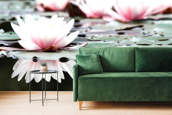 Fototapet floare de lotus