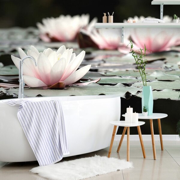 Fototapet floare de lotus