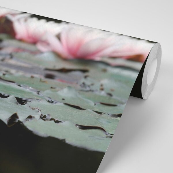 Fototapet floare de lotus