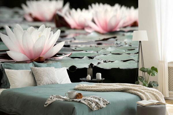 Fototapet floare de lotus