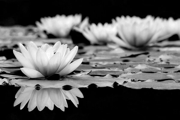 Fototapet floare de lotus în alb-negru