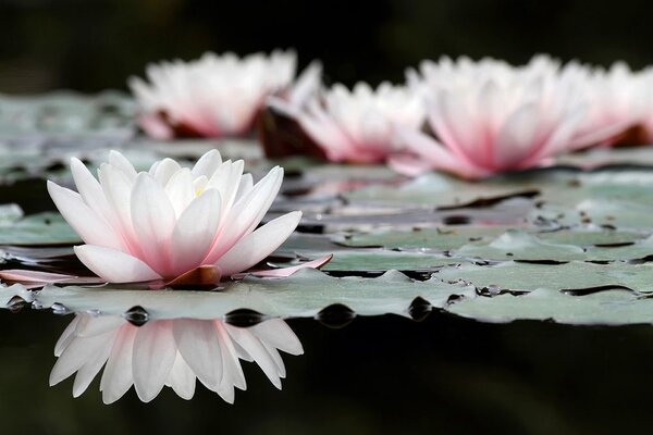Fototapet floare de lotus