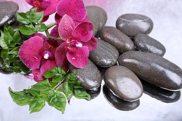 Fototapet orhidee înfloritoare și pietre wellness