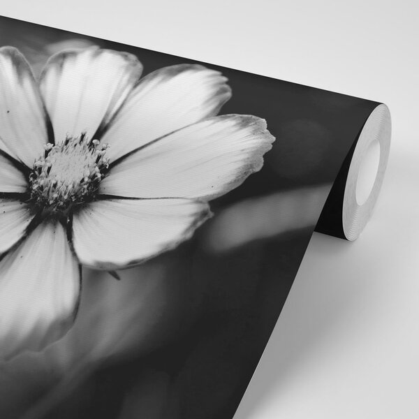 Fototapet floare de primula de grădină în alb-negru