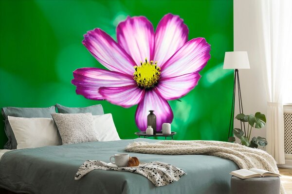 Fototapet floare de primula de grădină