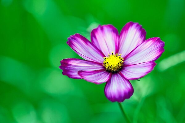 Fototapet floare de primula de grădină