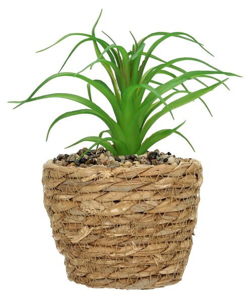 Decorațiuni Tree Aloe 20cm