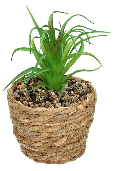 Decorațiuni Tree Aloe 20cm