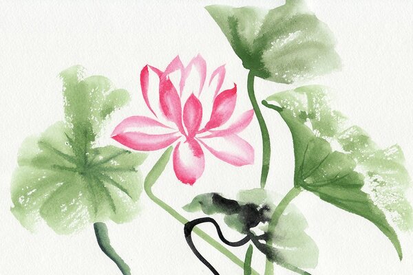 Tapet floare de lotus în acuarelă