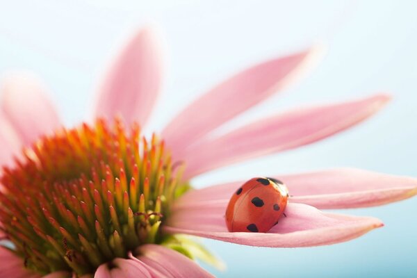 Fototapet buburuză pe echinacea