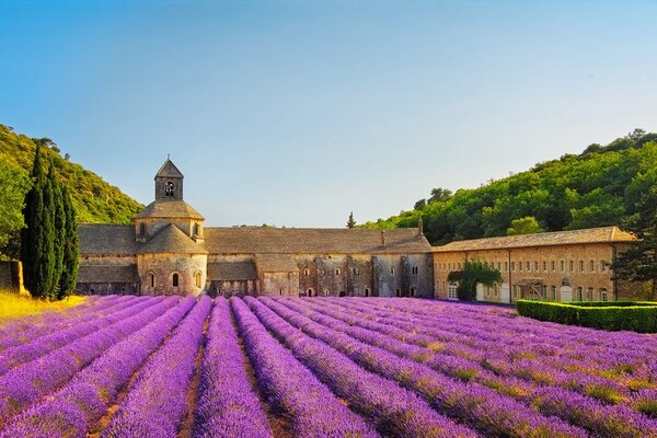 Fototapet Provence cu câmpuri de lavandă