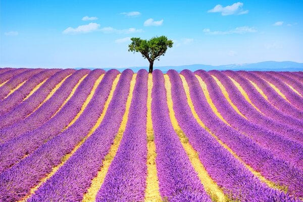 Fototapet câmp de lavandă provensal