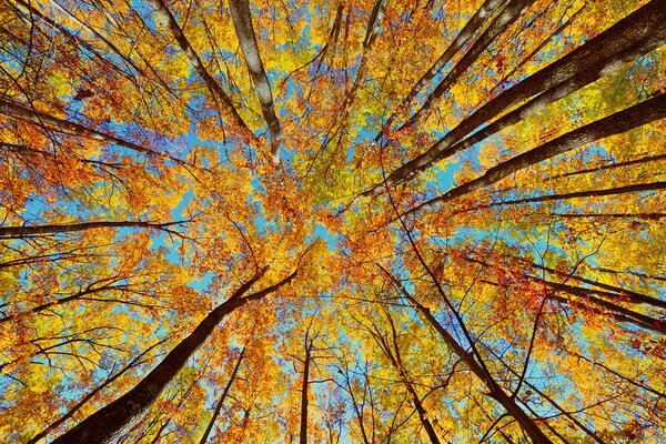 Fototapet coroane de copac de toamnă