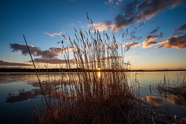 Fototapet lama de iarbă lângă lac