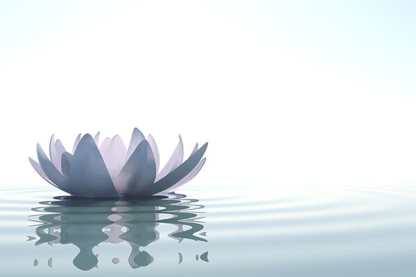 Tapet floare de lotus