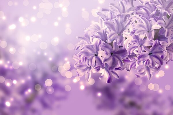 Tapet floare violetă de liliac