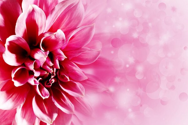 Tapet floare roz