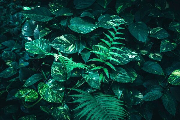 Fototapet frunze tropicale proaspete