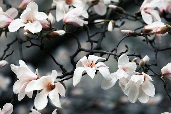Fototapet trezirea magnoliei