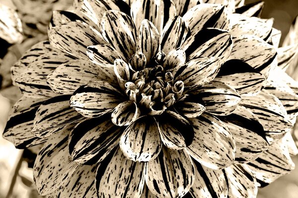 Fototapet dalie exotică în sepia