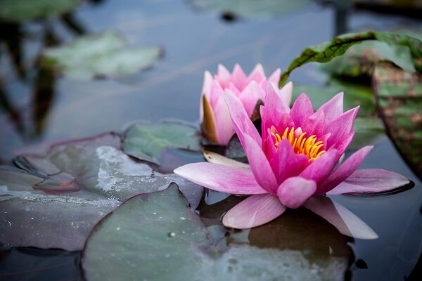 Fototapet floare roz de lotus