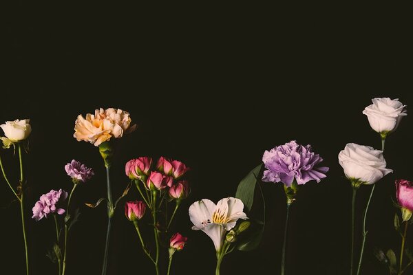 Fototapet flori elegante pe un fundal întunecat