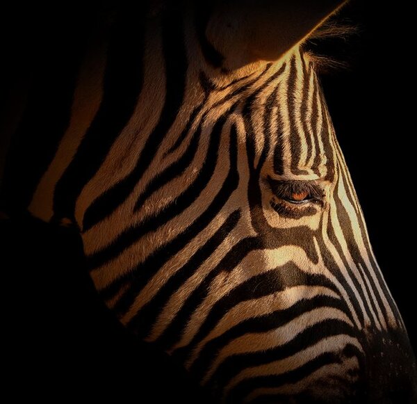 Fototapet portretul unei zebre