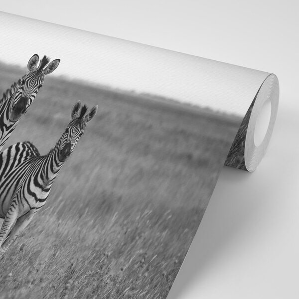 Fototapet trei zebre în savană în alb-negru