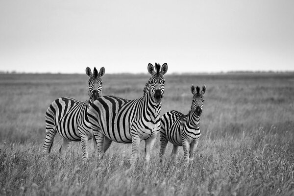 Fototapet trei zebre în savană în alb-negru