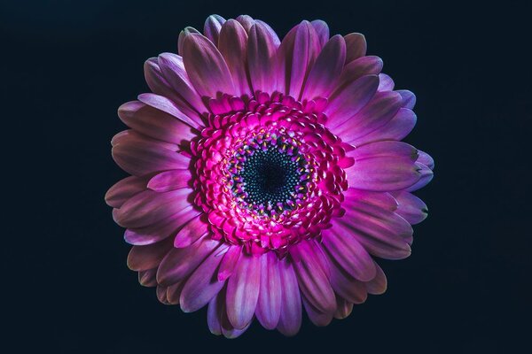Tapet gerbera violetă