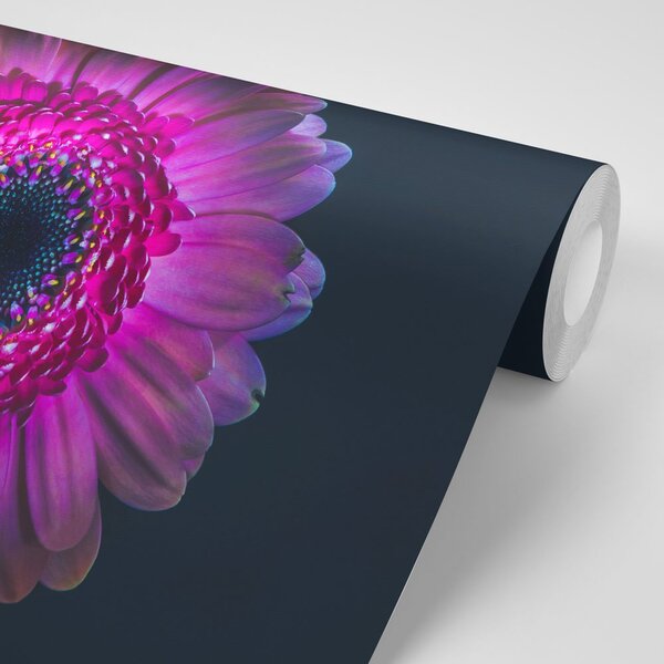 Tapet gerbera violetă
