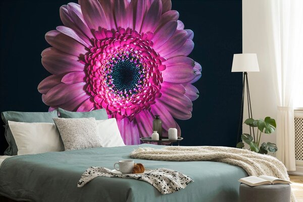 Tapet gerbera violetă