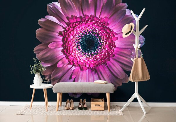 Tapet gerbera violetă