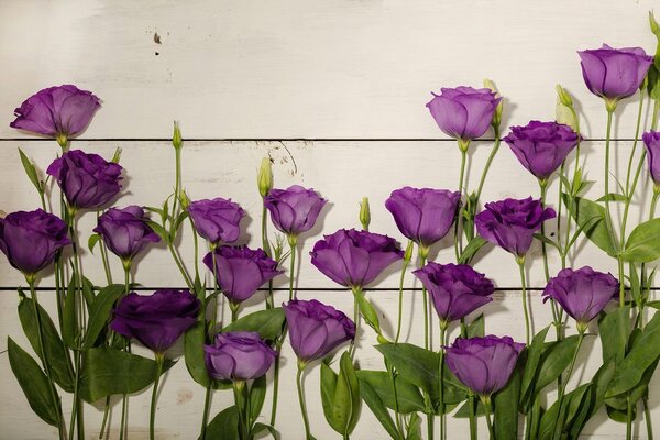 Fototapete flori violete frumoase