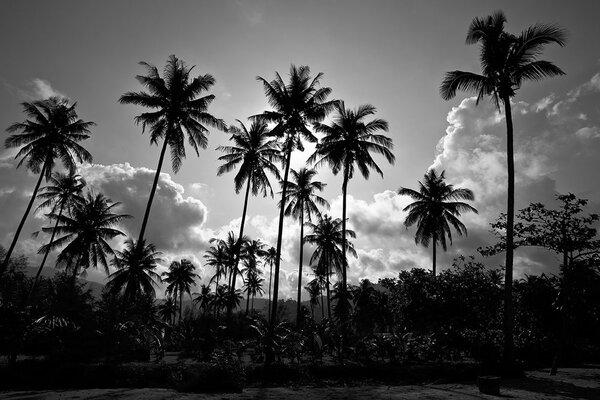 Tapet palmieri de cocos pe plajă în alb-negru