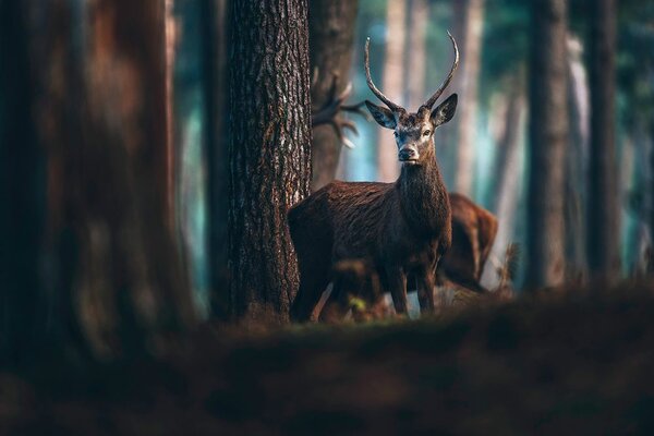 Fototapet cerbul în pădure