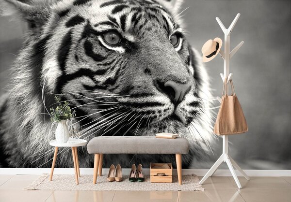 Fototapet tigrul bengal în alb-negru