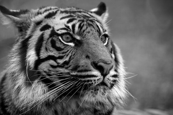 Fototapet tigrul bengal în alb-negru