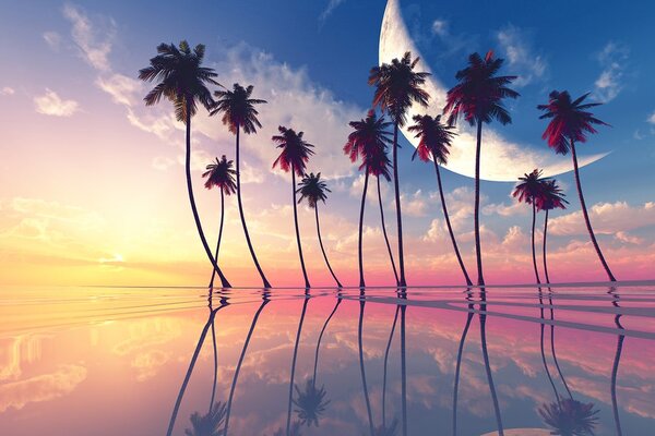 Tapet apusde soare deasupra palmierilor tropicali