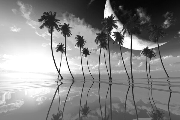 Tapet palmieri tropicali în alb-negru