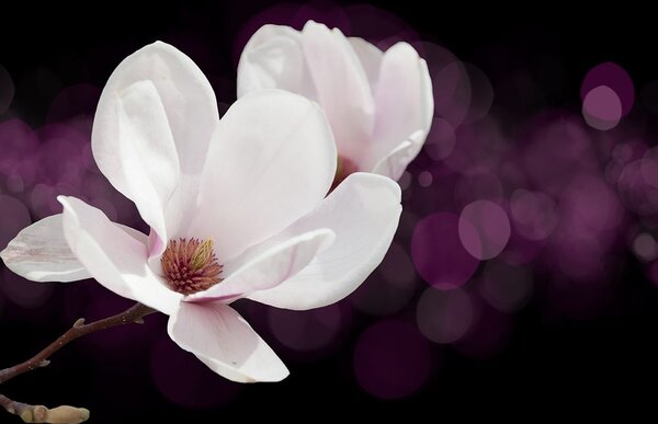 Tapet floare de magnolie pe fundalul abstract