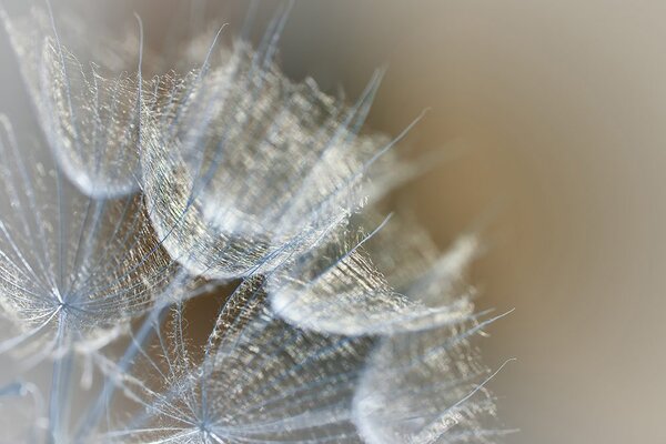 Fototapet păpădie macro