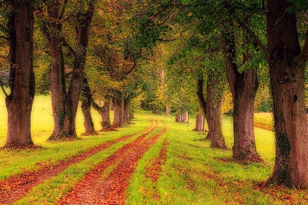 Fototapet poteca prin pădurea de toamnă