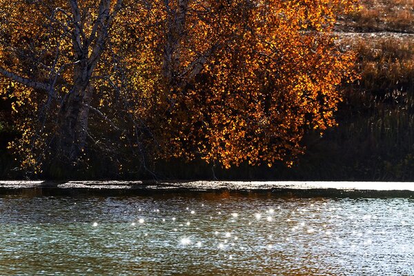 Fototapet reflexia frunzelor în lac