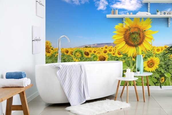 Fototapet câmp de floarea soarelui