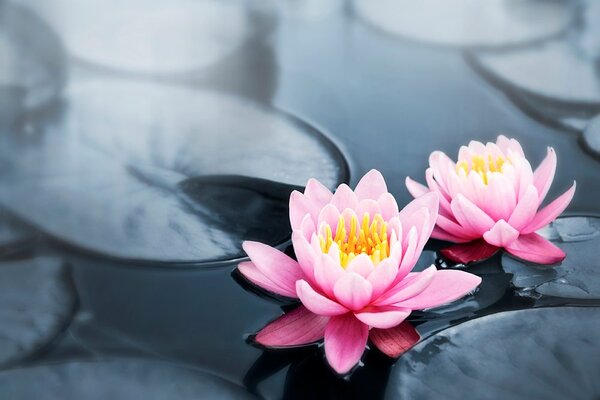 Fototapet floare de lotus în lac