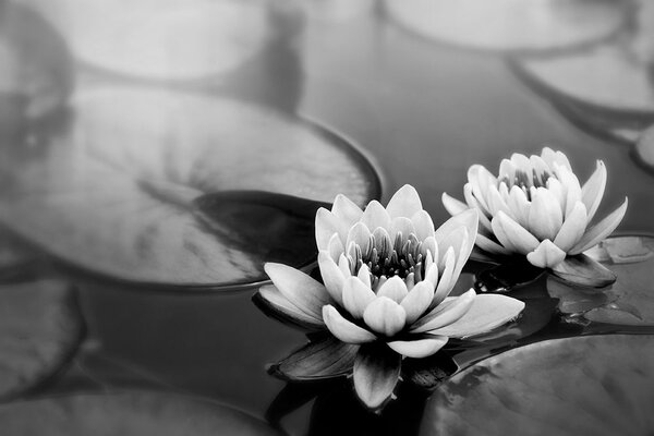 Fototapet floare de lotus în lac în alb-negru