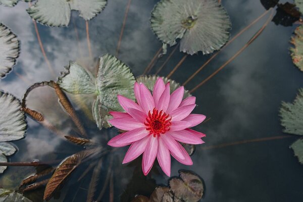 Fototapet floare de lotus încântătoare