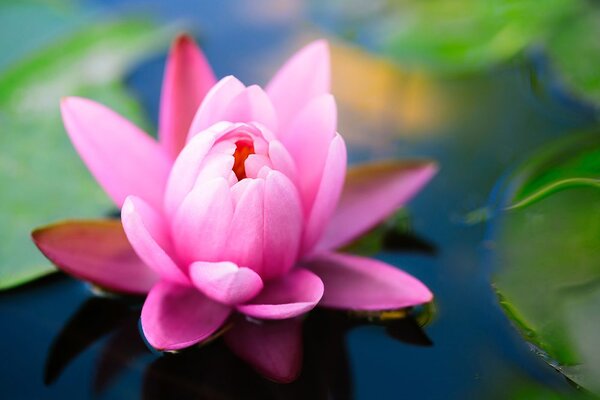 Fototapet floare roz frumoasă pe lac