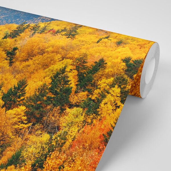 Fototapet vedere la pădure maiestuoasă